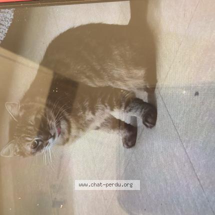 Photo 1/1 Mamouni Chat lost in Saint denis en val