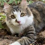Picture of cat lost at Brive La Gaillarde