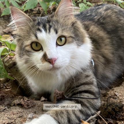 Photo 1/1 Marley Chat lost in Brive la gaillarde