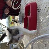 Picture of cat found at Esparron