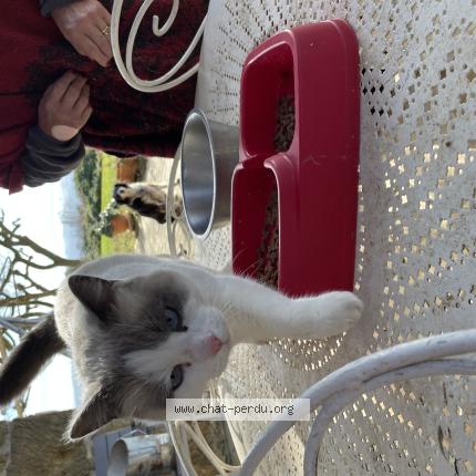 Photo 1/1 Found cat Found in Esparron