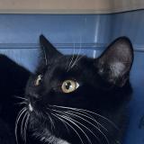 Picture of cat found at Asnieres