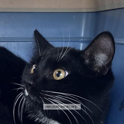 Photo 1/1 Found cat Found in Asnieres