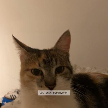 Photo 1/1 Mimi Chat lost in Villepinte