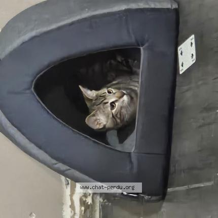 Photo 1/1 Minette Chat lost in Puyoo