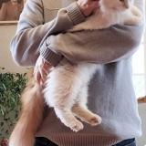 Picture of cat lost at Loire Authion