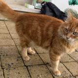 Picture of cat found at Tourcoing