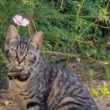 Picture of cat lost at Villedommange