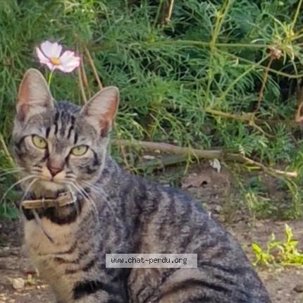 Photo 1/1 Scully Chat lost in Villedommange