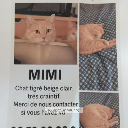 Photo 1/1 Mimi Chat lost in Rodez