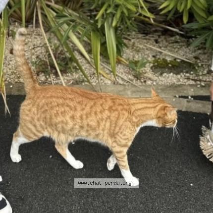 Photo 1/1 Tiki Chat lost in Chemere