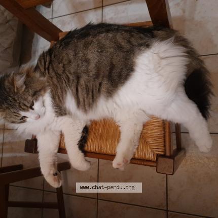 Photo 1/1 Minou Chat lost in Boujan sur libron