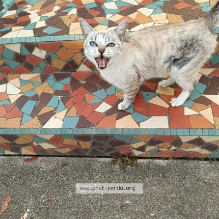 Photo 1/1 Found cat Found in Marciac