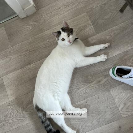 Photo 1/1 Leto Chat lost in Beauzelle