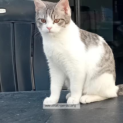 Foto van vermiste kat in Quaregnon