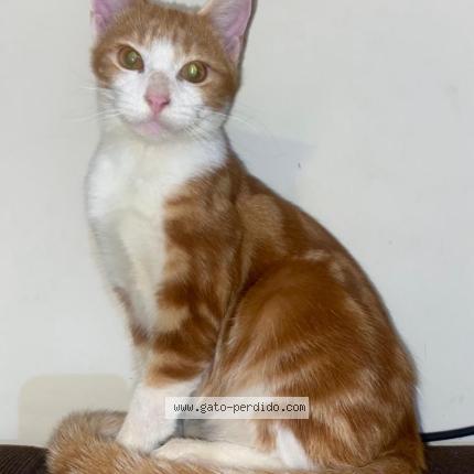 Photo 1/1 Chess Chat lost in Los laureles