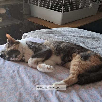 Photo 1/1 Irma Chat lost in Orlando