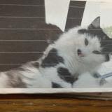 Picture of cat lost at Clairefontaine