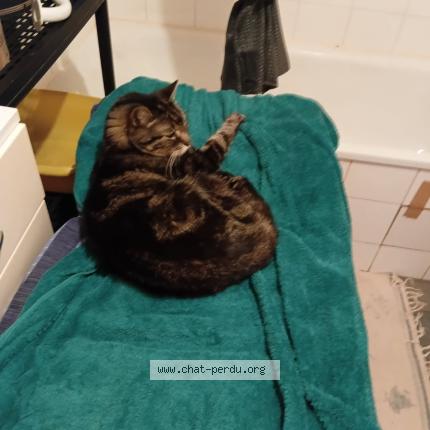 Photo 1/1 Grisou Chat lost in Palaiseau