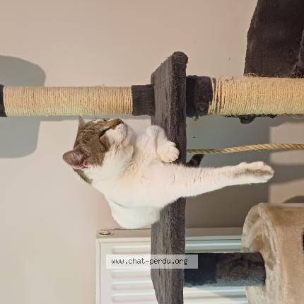 Photo 1/1 Scooby Chat lost in Cosse le vivien