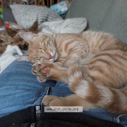 Photo 1/1 Poupi Chat lost in Saint alban