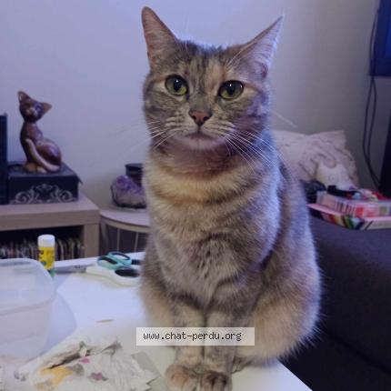 Photo 1/1 Reese Chat lost in Ingrandes le fresne sur loire