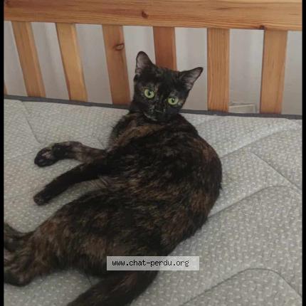 Photo 1/1 Doudoune Chat lost in Beaucaire