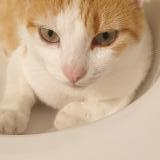 Picture of cat lost at Chatenoy Le Royal