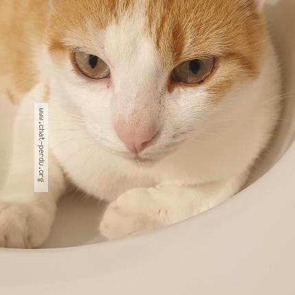 Photo 1/1 Pitou Chat lost in Chatenoy le royal