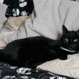 Picture of cat lost at Saint Ouen L Aumone