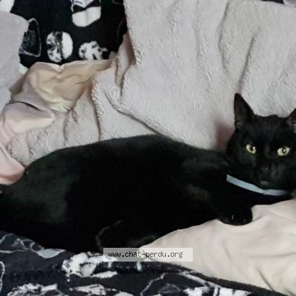 Photo 1/1 Lucky Chat lost in Saint ouen l aumone