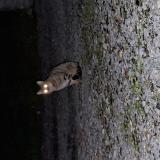 Picture of cat found at Higueres Souye