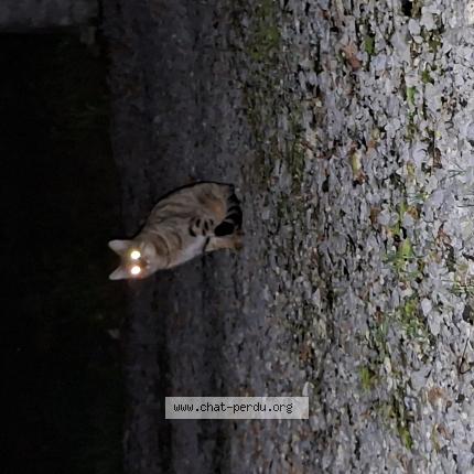 Photo 1/1 Found cat Found in Higueres souye