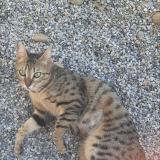 Picture of cat lost at Bourgoin Jallieu