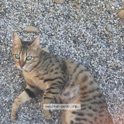 Photo 1/1 Nala Chat lost in Bourgoin jallieu