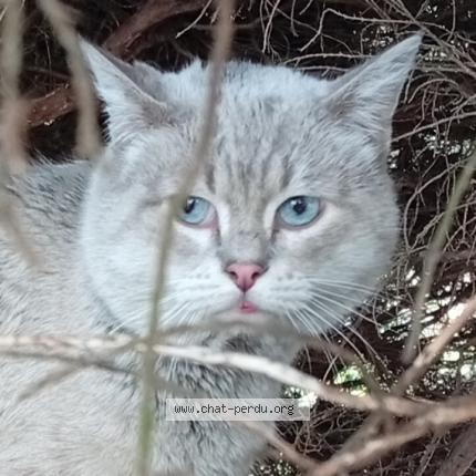 Photo 1/1 Found cat Found in Saint etienne