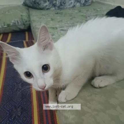 Photo 1/1 Samandar Khan Chat lost in Banni chowk rawalpindi