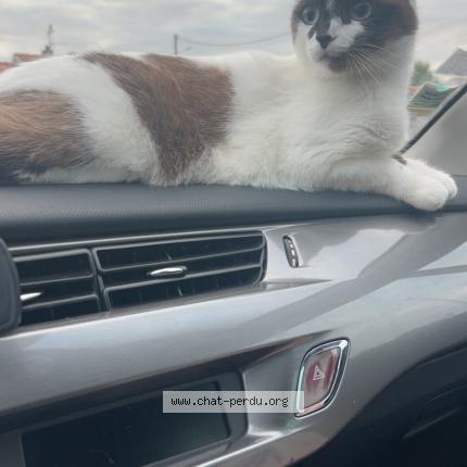 Photo 1/1 NALA Chat lost in Savenes