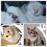 Picture of cat lost at Peoria