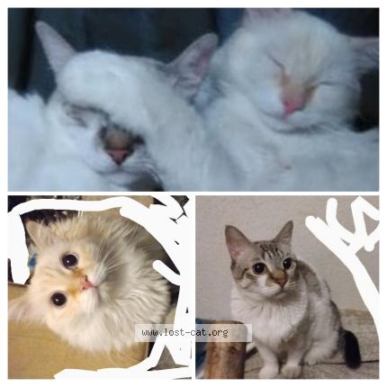 Photo 1/1 Simba Chat lost in Peoria