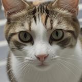 Picture of cat lost at Ouveillan