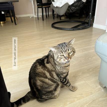 Photo 1/1 Tundra Chat lost in Moingt montbrison