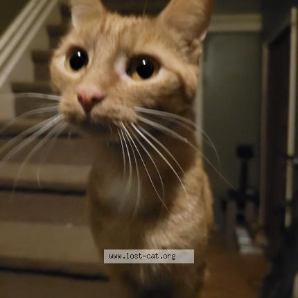 Photo 1/1 Bella Chat lost in North york