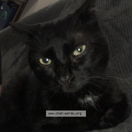 Photo 1/5 Krokmou Chat lost in Sens