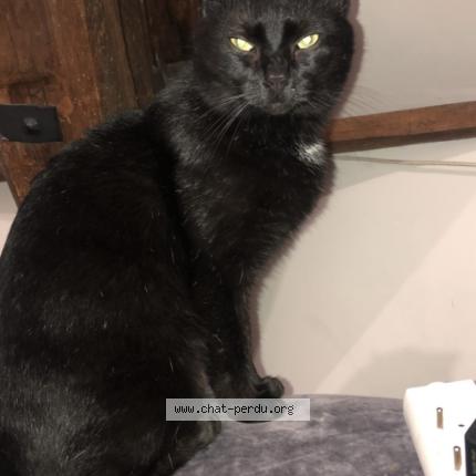 Photo 2/5 Krokmou Chat lost in Sens