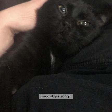 Photo 3/5 Krokmou Chat lost in Sens