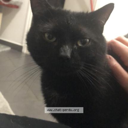 Photo 4/5 Krokmou Chat lost in Sens