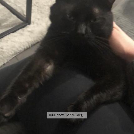 Photo 5/5 Krokmou Chat lost in Sens