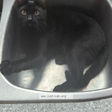 Photo 1/1 Felix Chat lost in Edmonton