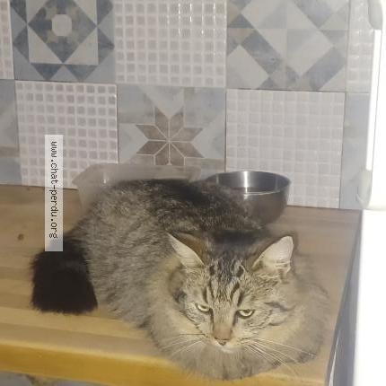 Photo 1/1 Reunited cat Lost in Les Peintures